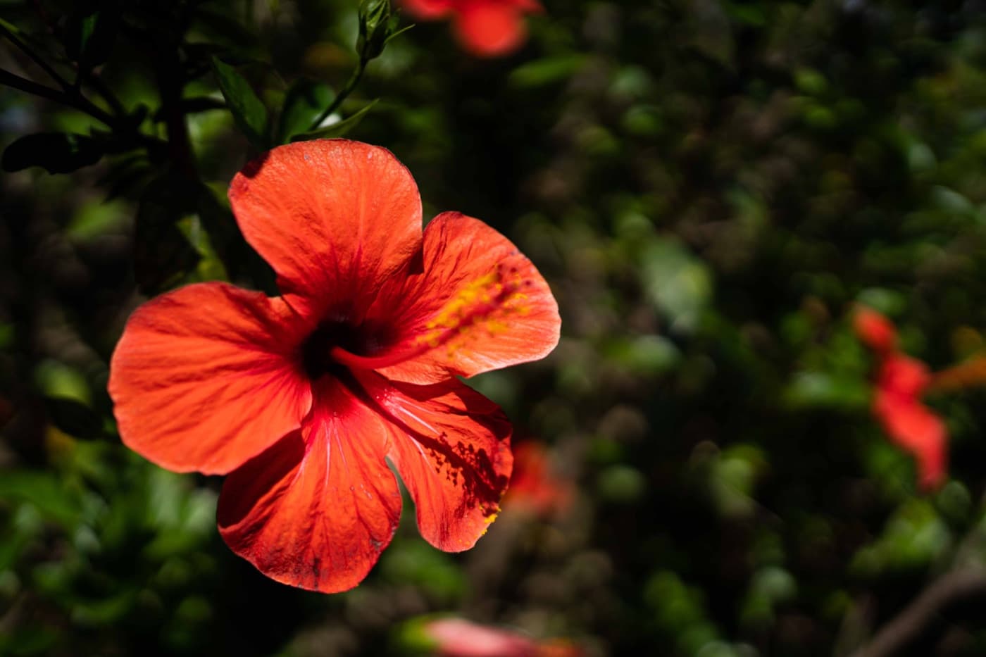 Ibisco rosso, fiore simbolo di Villa Lorella